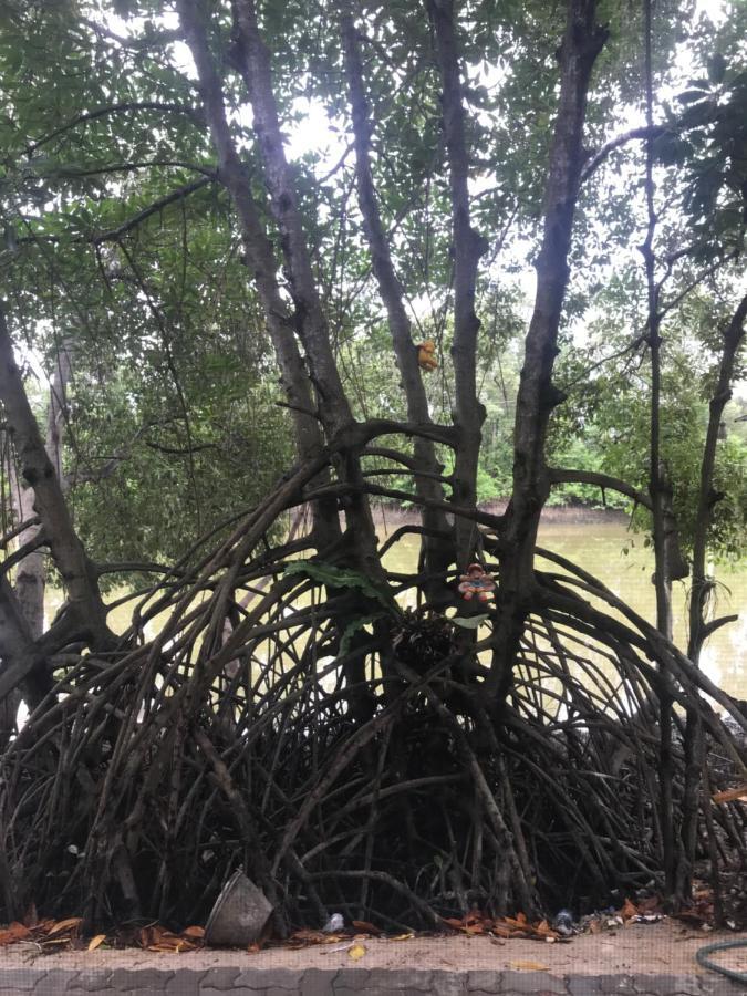 פטצ'אבורי Baan Bon Resort Bang Tabun מראה חיצוני תמונה